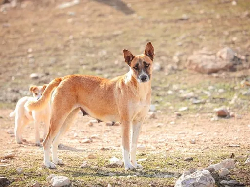 Canaan Dog