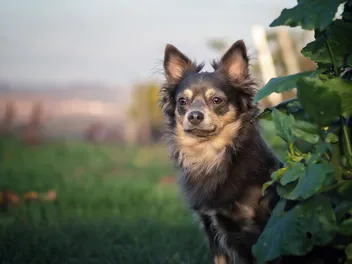 23 Miniature Pinscher Mixes (With Pictures)