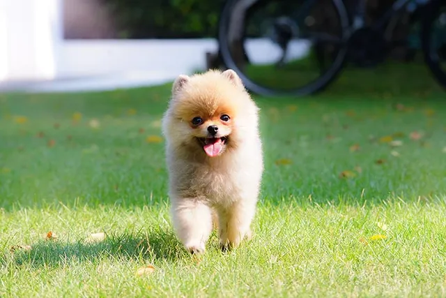 How Big Does a Pomeranian Get? Average Weight & Growth Chart