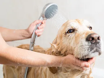 How to Give a Dog a Bath: A Complete Guide (Vet Approved)