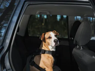 How Hot Is Too Hot to Leave Your Dog in a Car? Legalities & Temperature (Vet Verified)