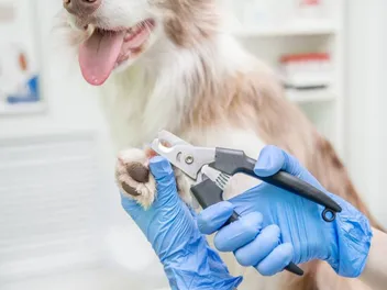 7 Best Dog Nail Clippers in 2026 - Reviews & Top Picks