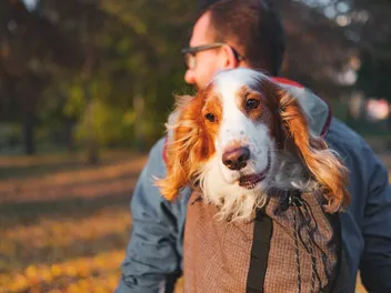 10 Dog-Friendly Hiking Trails in Virginia (2026 Guide)