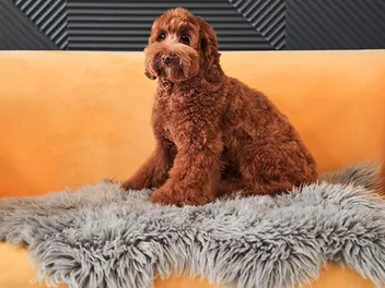 When Will My Labradoodle Go Into Heat? Vet-Verified Facts & Care Tips