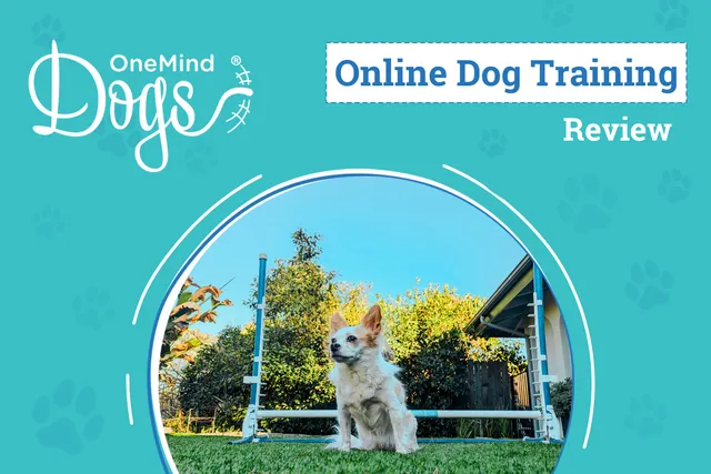OneMind Dogs Online Training Review 2026: Lorelei Goes Back To School