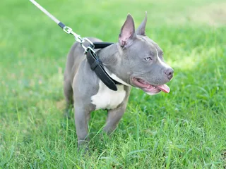 Pocket Pitbull Dog Breed: Info, Pictures, Care Guide & More