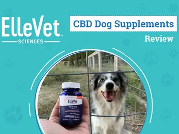 ElleVet CBD Products Review 2026: An Expert's Breakdown