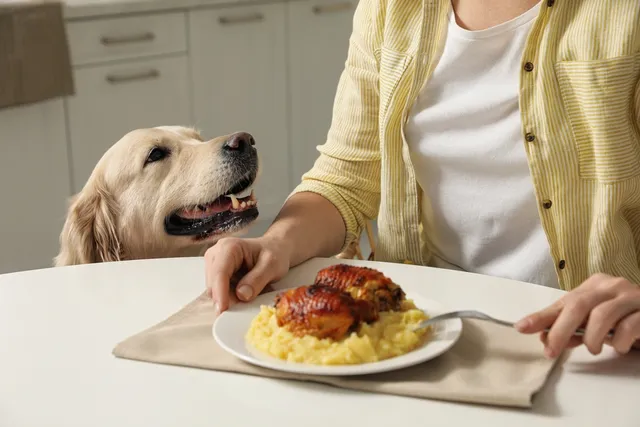 Why Has My Dog Suddenly Started Stealing Food? 5 Vet-Verified Reasons & What to Do