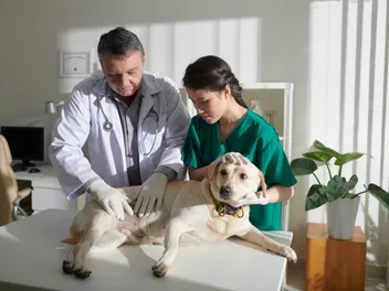 Things to Do Before Putting Your Dog Down: 12-Vet Approved Tips to Make It Bearable