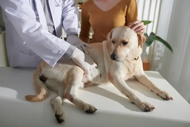 How to Make My Dog Vomit Without Hydrogen Peroxide: Our Vet Explains