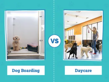 Dog Boarding vs. Daycare: What’s the Difference? A Vet-Reviewed Guide
