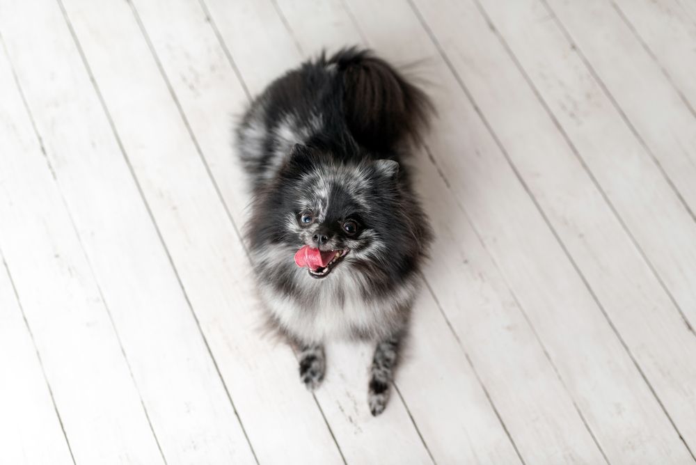 merle-pomeranian