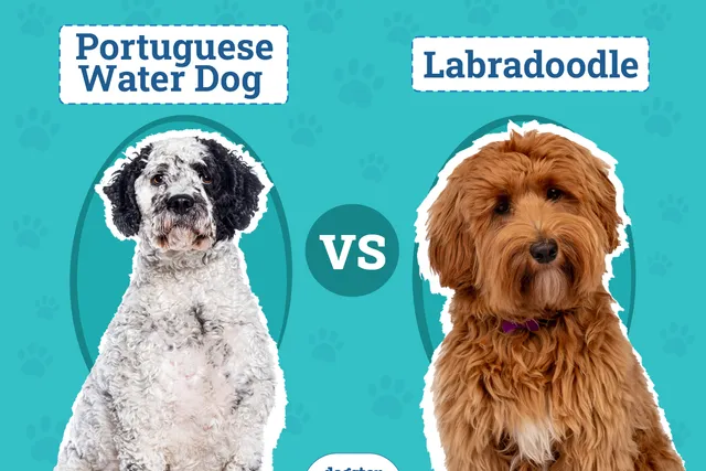 Portuguese Water Dog vs Labradoodle: Key Differences (With Pictures)