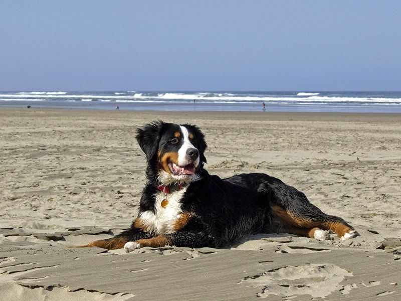 dog lying on the sand at the beach