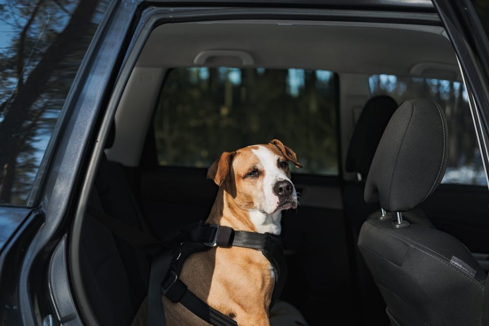 dog inside the car