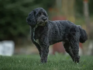 What Is Black Dog Syndrome? Vet-Verified Facts, Data & FAQ