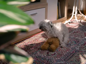 Why Do Female Dogs Hump? 5 Vet-Reviewed Reasons & How to Stop It