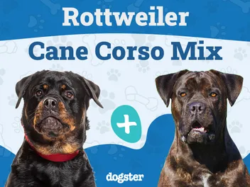 Rotticorso (Cane Corso Rottweiler Mix): Info, Pictures & Care Guide & More