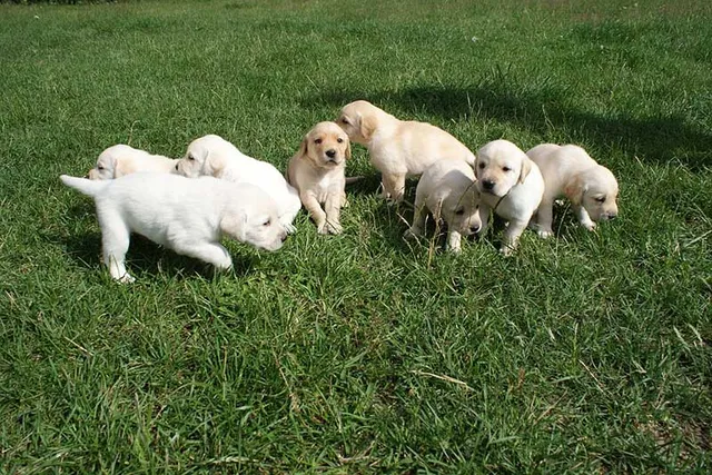 Labrador Retriever Puppies for Sale in Oklahoma: Breeders List 2026