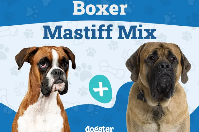Boxer Mastiff Mixed Dog Breed: Info, Pictures, Care Guide & Traits