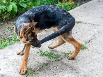 Why Do Dogs Chase Their Tails? 9 Vet-Reviewed Causes