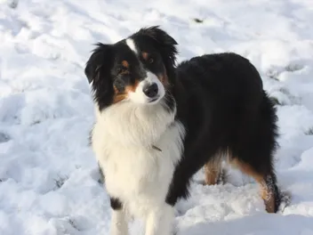 15 Incredible Australian Shepherd Colors (With Pictures)
