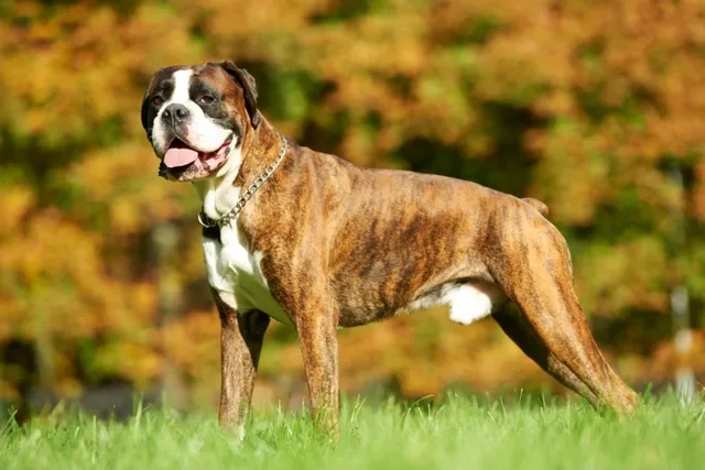 Do Boxer Dogs Make Good Service Dogs? Vet-Verified Differences, Facts & FAQ