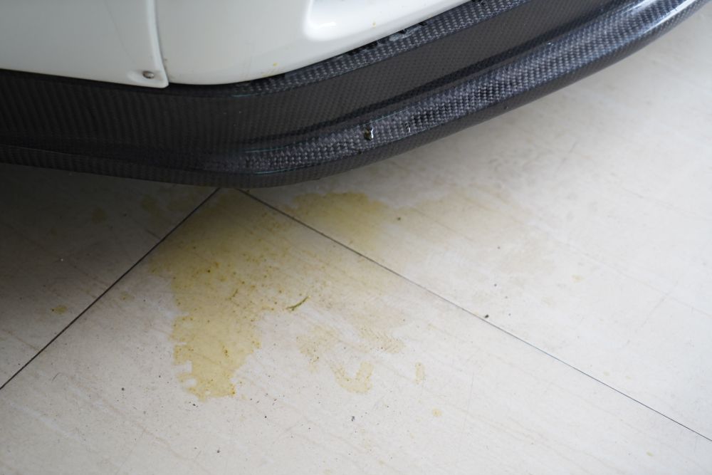 dogs-pee-on-the-concrete-in-garage