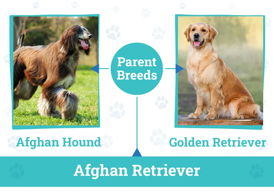Parent Breeds of Afghan Retriever