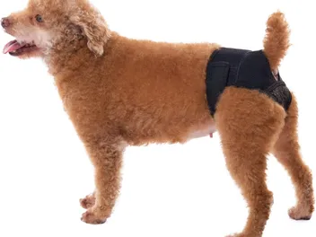 Chastity Belt for Dogs: Pros, Cons & When to Use (Vet-Approved)