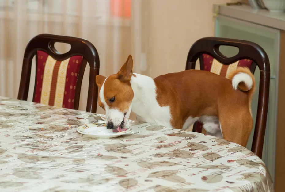 basenji dog licking plate on a dining table