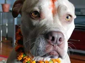 Nepal's Kukur Tihar Festival Is Diwali for Dogs