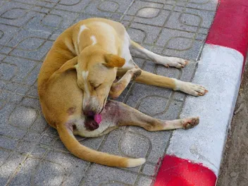 My Dog Keeps Licking Their Private Area: Vet-Approved Explanation & What to Do