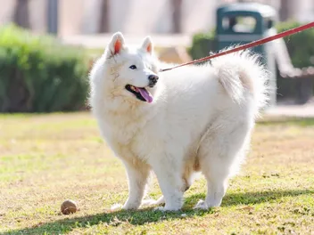 How Long Is a Dog Considered a Puppy? Vet-Reviewed Facts & FAQ