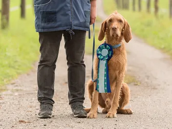 What Are the Canine Good Citizen (CGC) Requirements? Test Tips & FAQ