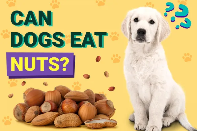 Can Dogs Eat Nuts? Vet-Reviewed Health & Safety Explained
