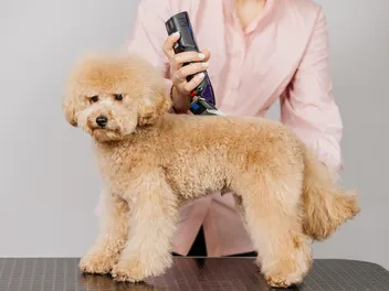 10 Best Dog Clippers for Poodles in 2026 - Reviews & Top Picks