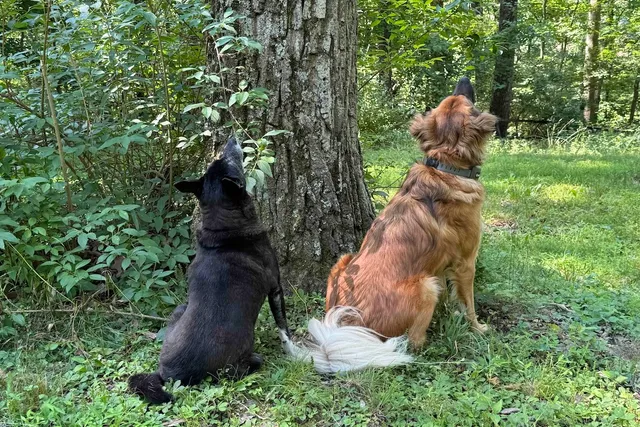 Double Trouble? Manic and Lorraina vs Nature