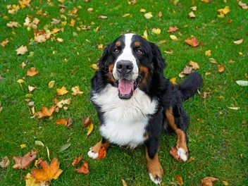 Do Bernese Mountain Dogs Smell Worse Than Most Dogs? Vet-Verified Facts & Hygiene Tips