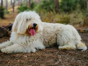 Barbado da Terceira Dog Breed: Info, Pictures, Care, & Facts