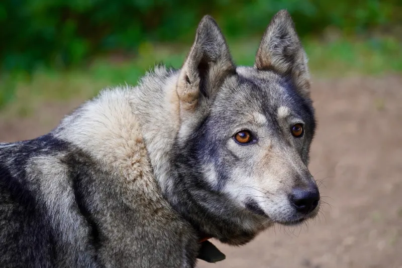 close up of a wolf dog hybrid