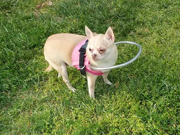 6 Best Harnesses for Blind Dogs in 2026 - Reviews & Top Picks