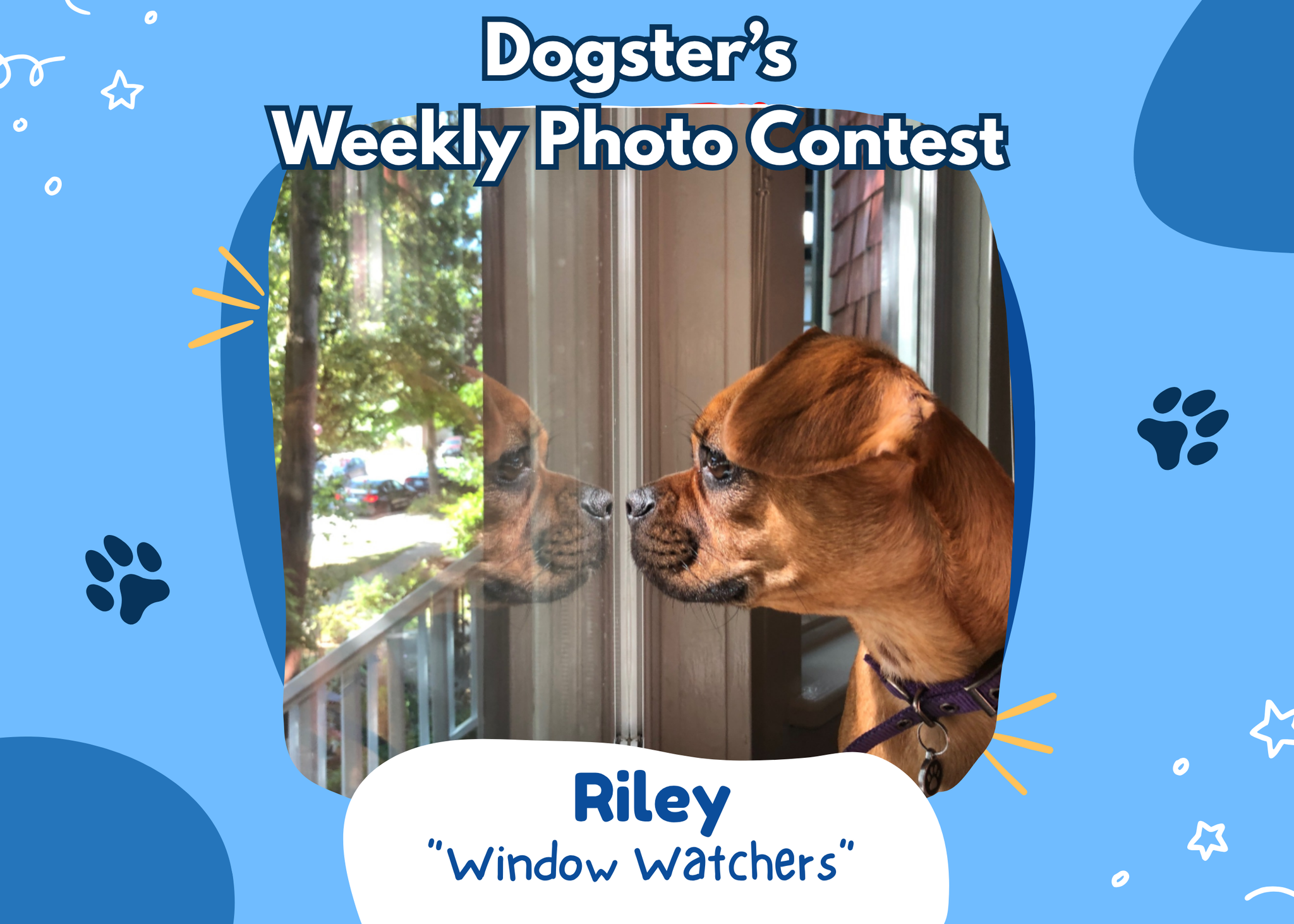 Dogster’s Weekly Photo Contest Winners: Window Watchers (May 11, 2026)