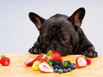 Fetch a Different Fruit: When Fresh Produce Is Dangerous For Dogs