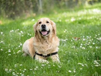 7 Most Popular Dog Breeds in Arizona: 2026 Update (With Info & Pictures)