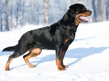 How Long Can Dogs Hold Their Pee? Dog Behavior Explained