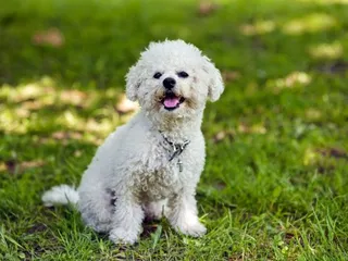 Do Bichon Frises Bark a Lot? How Much & How to Stop It (Vet-Reviewed)