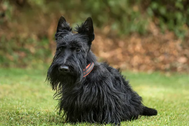 Do Scottish Terriers Bark a Lot? Vet-Verified Behaviors Explained & Tips to Help