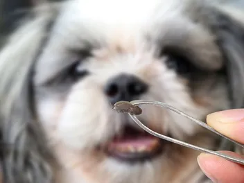 8 Best Tick Remover Tools for Dogs & Cats in 2026 - Reviews & Top Picks