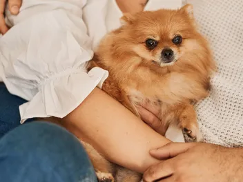 How Much Does It Cost to Own a Pomeranian in 2026? Facts & FAQs